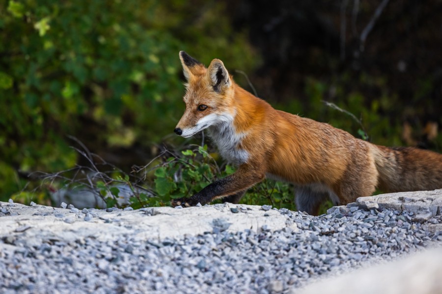 Apprivoiser un renard : comment se comporte un renard domestique ?