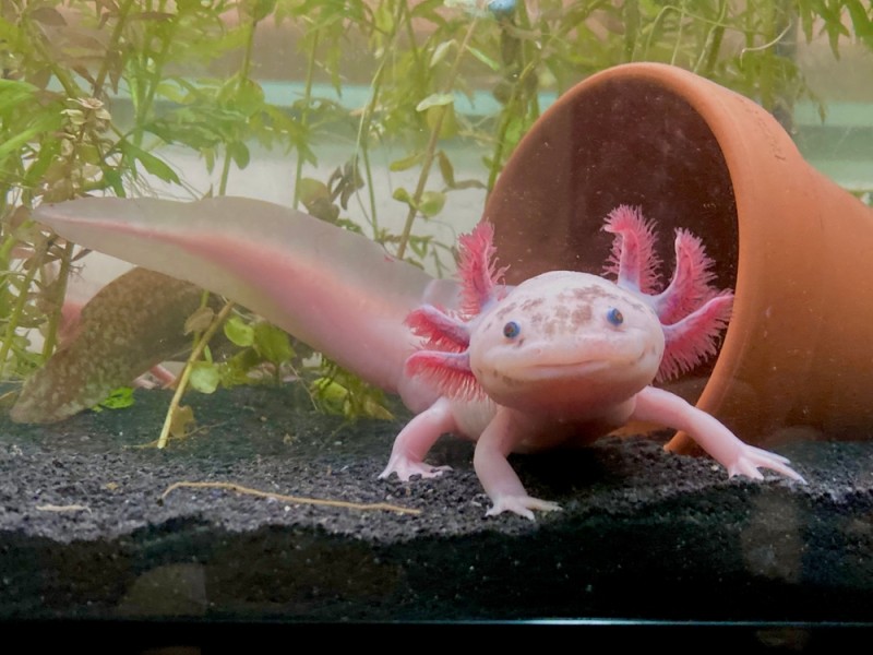 Guide sur l'Axolotl - Quel aquarium, paramètres de l'eau