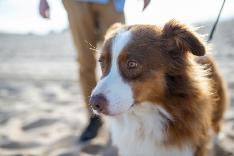 Adopter un berger australien : Ce qu'il faut savoir