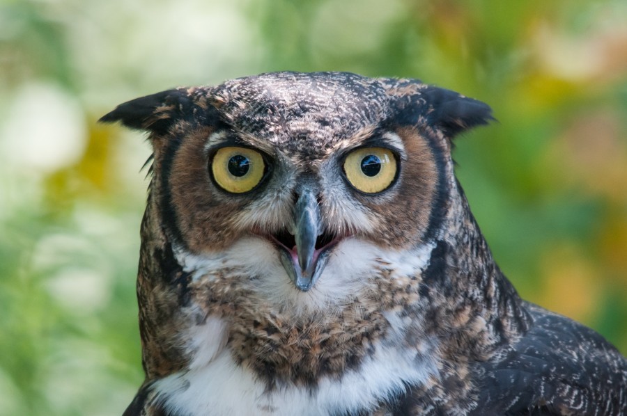 C'est quoi la différence entre une chouette et un hibou ?