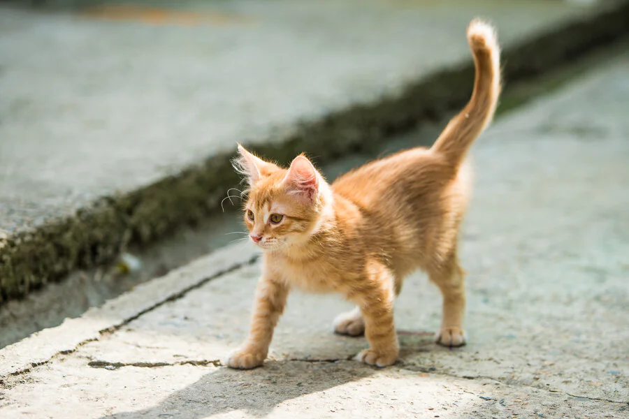 Pourquoi la queue de mon chat tremble-t-elle ?