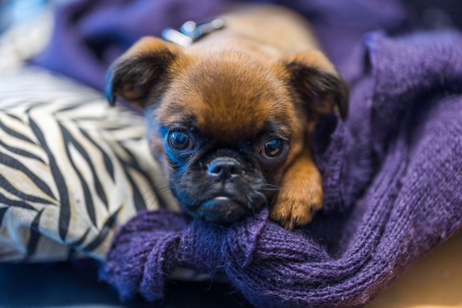 Quelle est la meilleure race de chien qui ne perd pas ses poils?