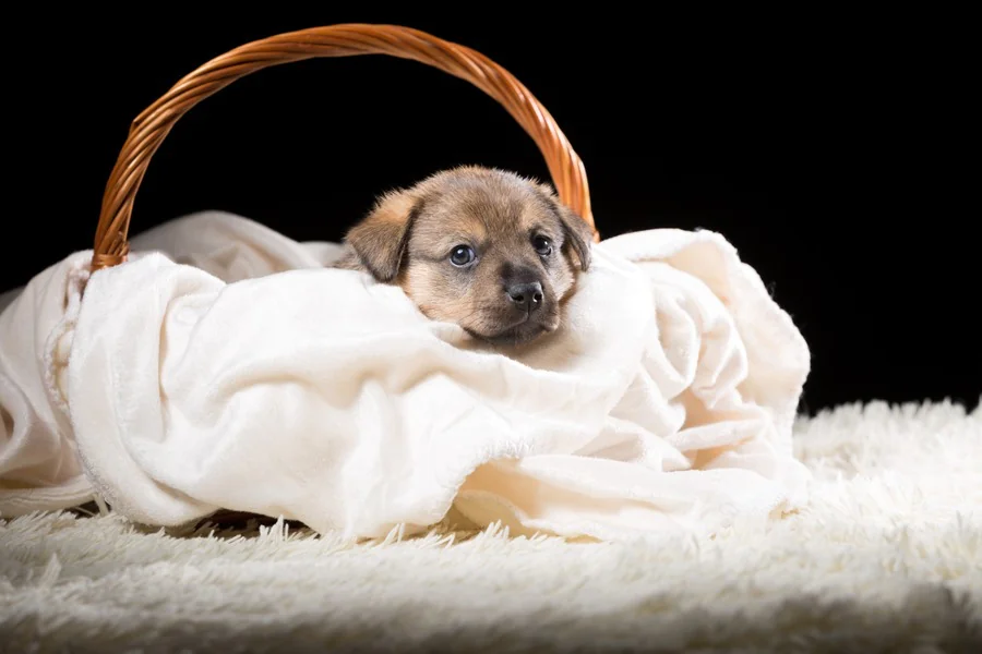 Comment réussir l'accueil d'un chiot dans son nouveau foyer ?