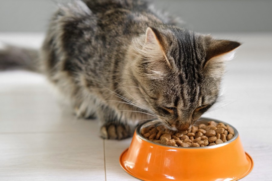 Comment calmer un chat qui miaule sans arrêt ?