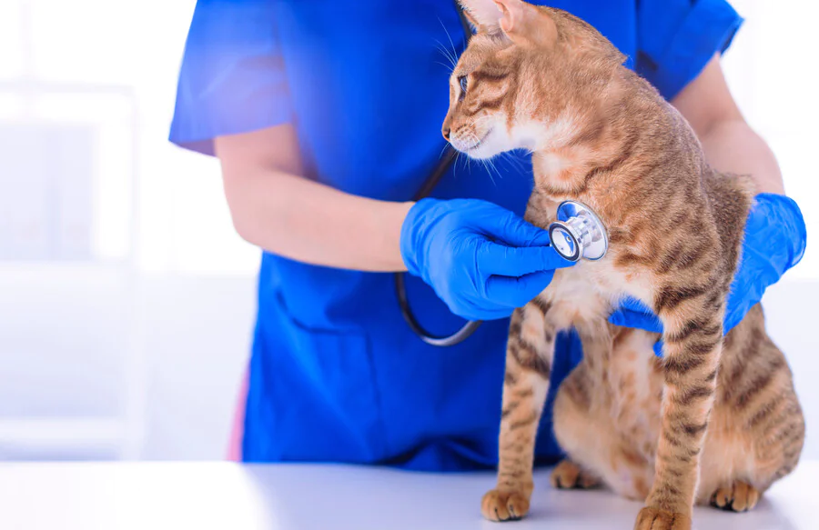 Comment diagnostiquer un souffle au cœur chez un chat ?