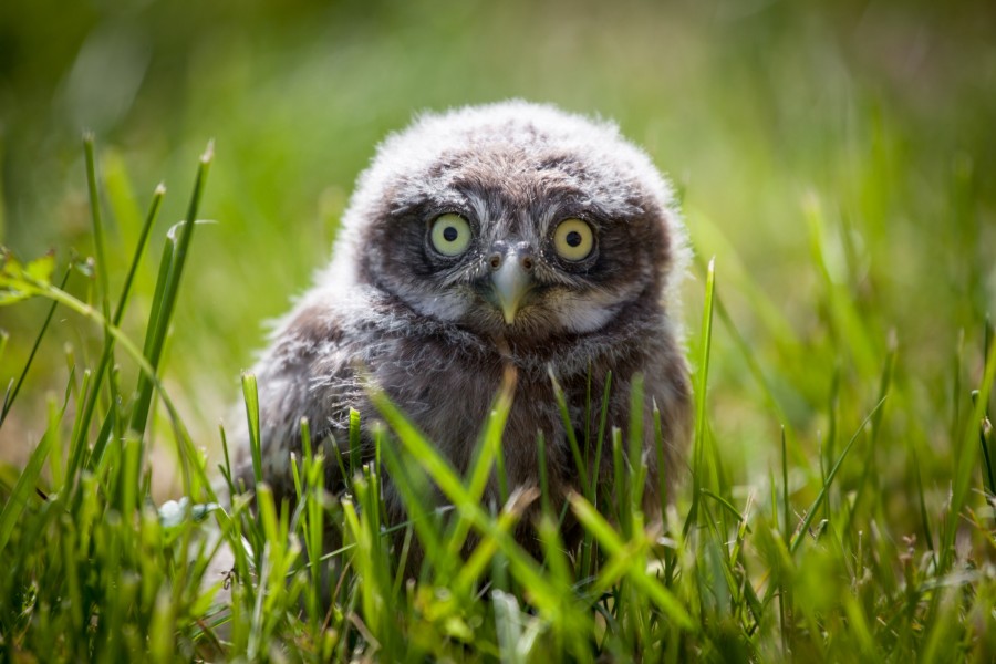 Comment prendre soin d'un bébé hibou ?