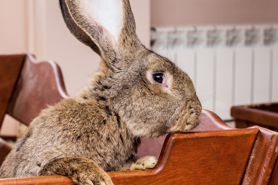 Comment reconnaître un lapin géant des Flandres ?