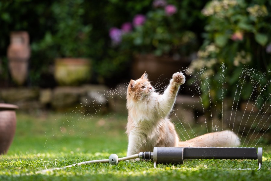 Comment savoir si mon chat a trop chaud et comment le rafraîchir ?