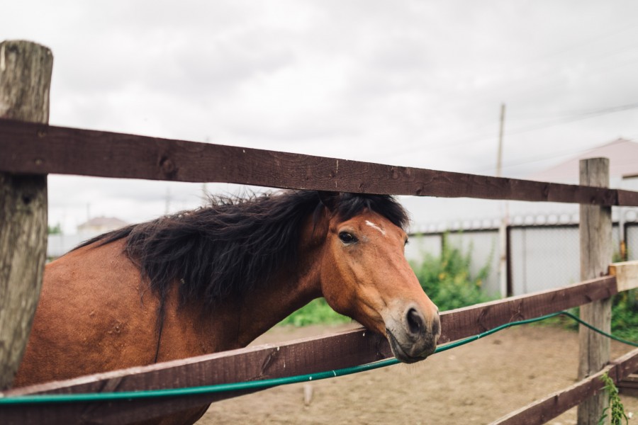 Comment savoir si mon cheval a besoin d'être vermifugé ?