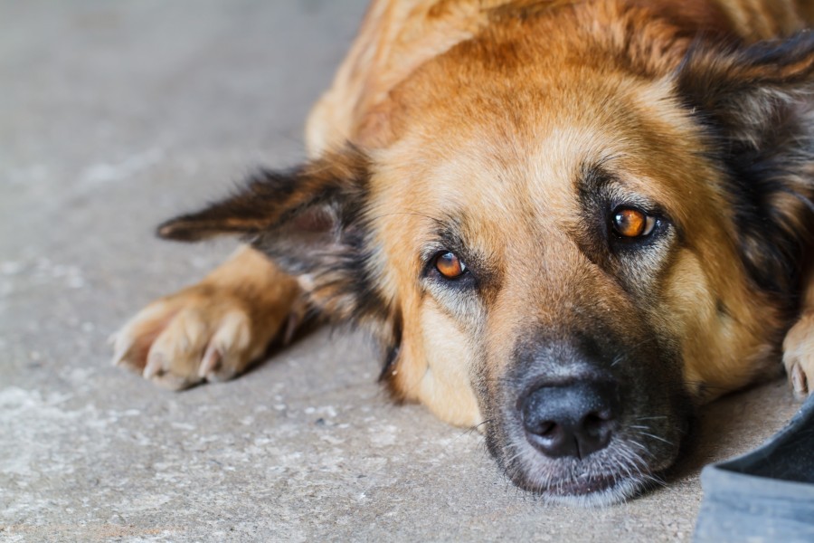 Comment traiter une excroissance de peau chez le chien ?