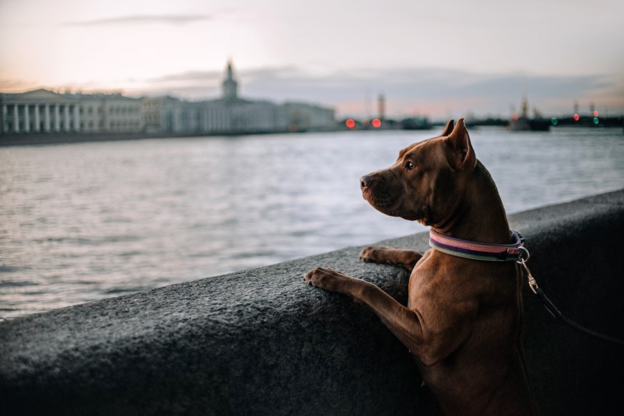 Est-ce que les chiens voient en couleur ?