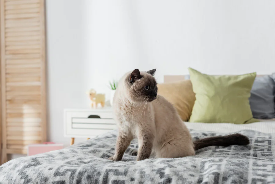 Est-ce que mon chat fait pipi sur mon lit à cause d'un problème de santé ?