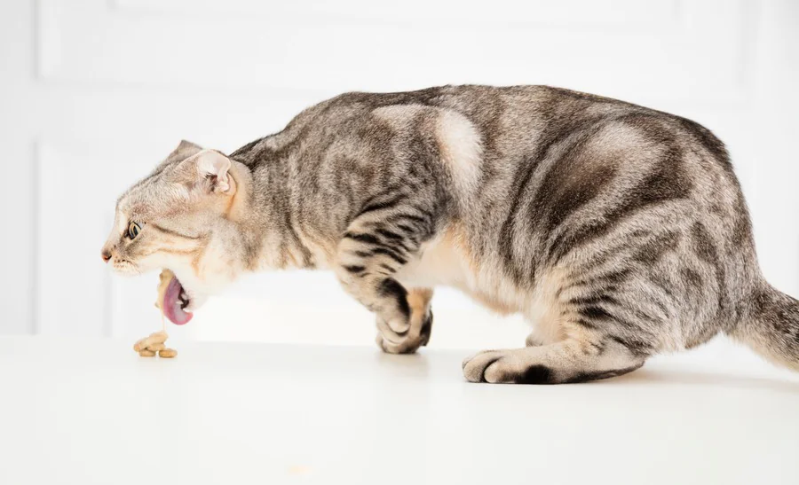 Comment aider un chat à vomir en toute sécurité ?