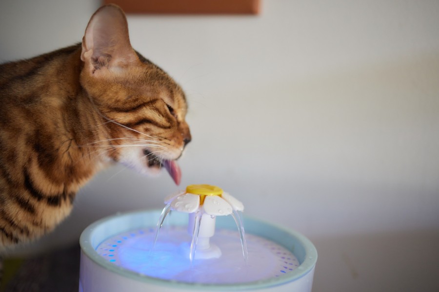 Comment choisir la fontaine à eau idéale pour votre chat ?