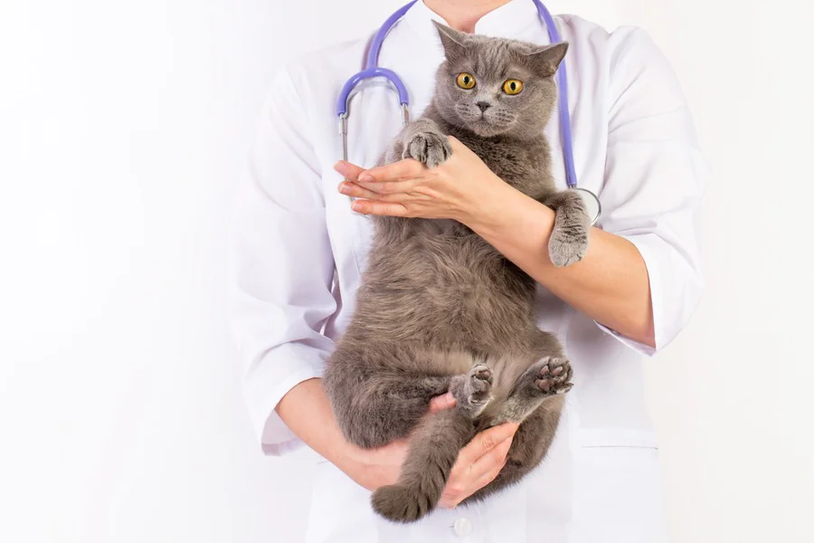 Quelle est la fréquence cardiaque d'un chat en bonne santé ?