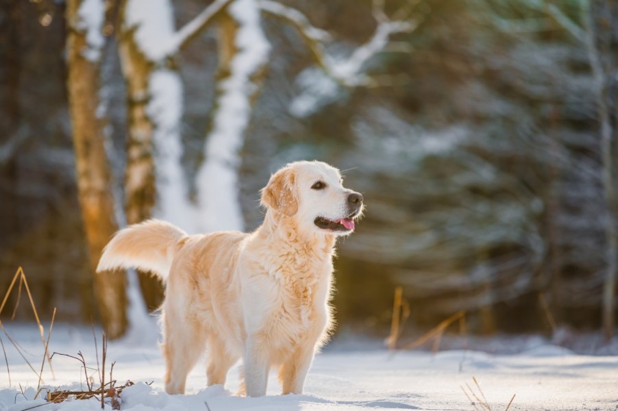 Focus sur le golden retriever sable