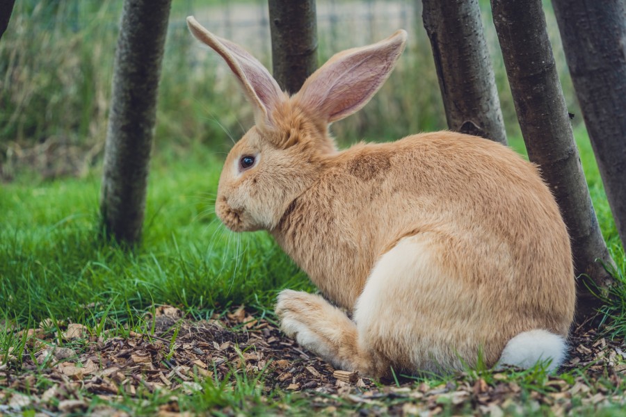 Comment un lapin géant peut-il devenir votre compagnon idéal ?