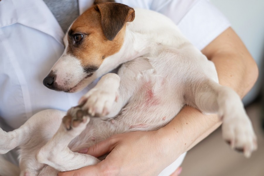 Comprendre et identifier les maladies de peau chez le chien à travers des photos