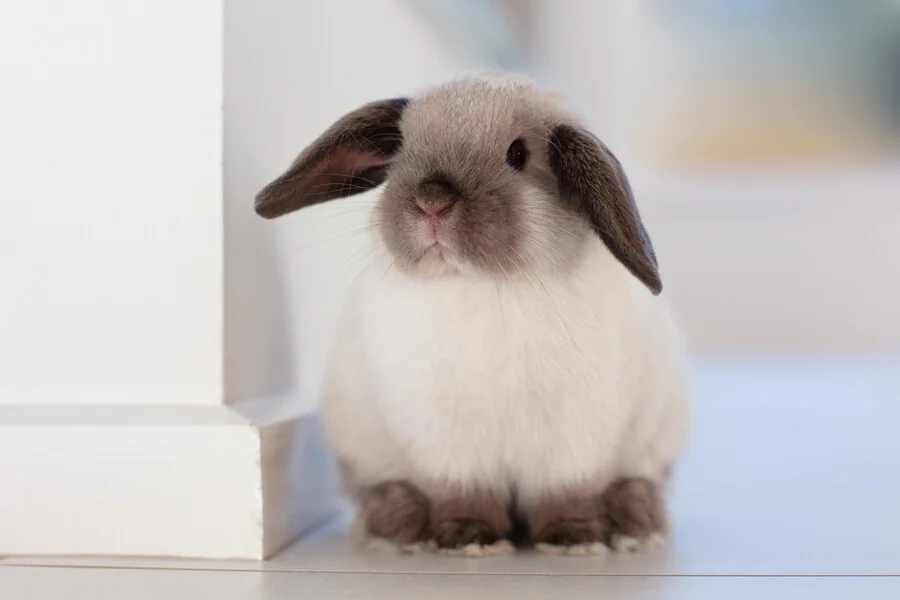 Pourquoi le Mini Lop est-il le lapin idéal pour votre famille ?