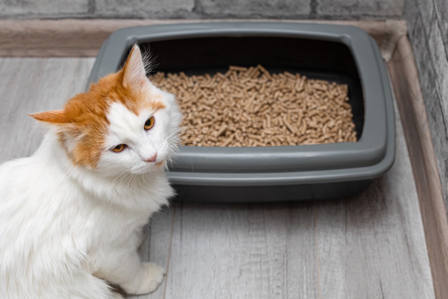 Pourquoi mon chat fait-il pipi partout et comment y remédier ?