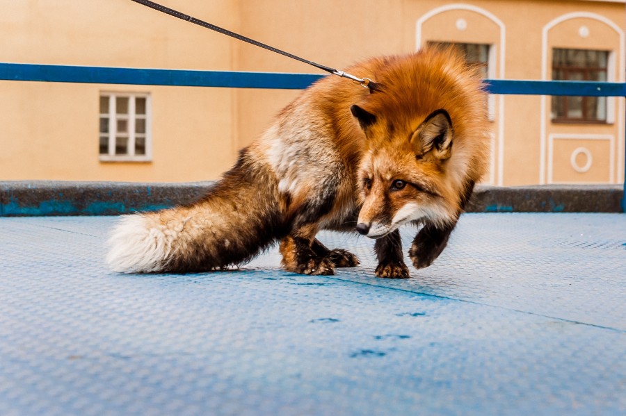 Nourriture du renard : que mange cet animal sauvage ?