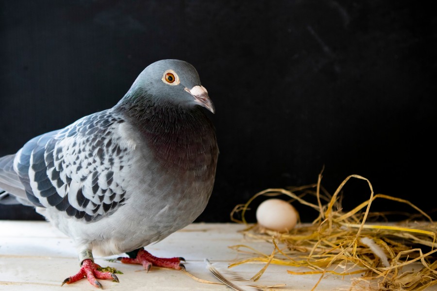 Tout savoir sur l'?uf de pigeon : identification, incubation et protection