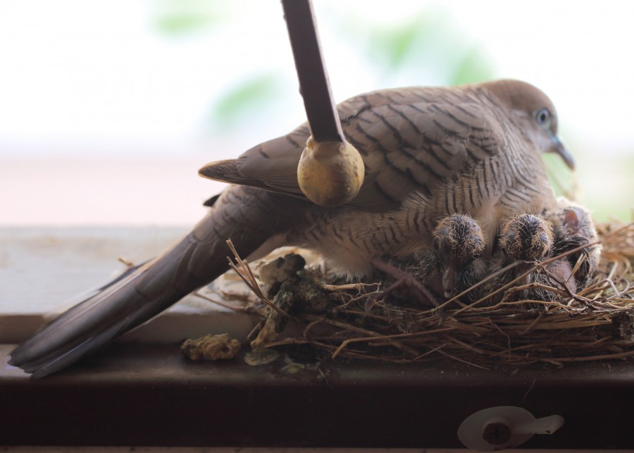 Pourquoi il n'y a pas de bébé pigeon ?