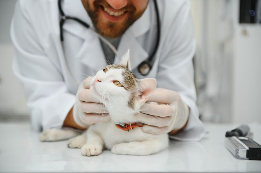 Pourquoi la prévention est-elle cruciale pour la santé des chats ?