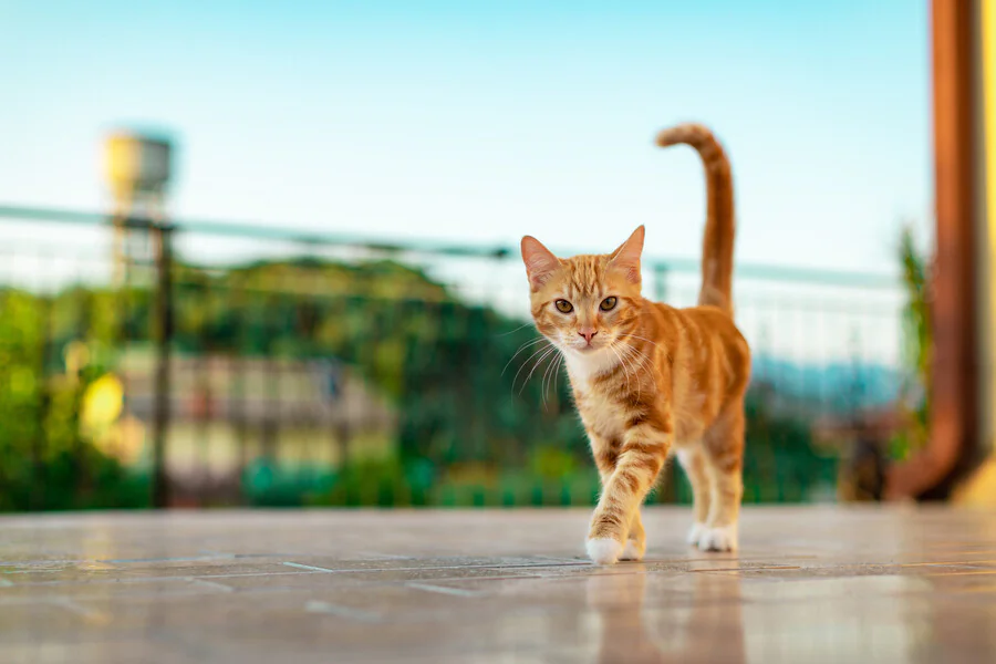 Pourquoi la queue d'un chat tremble-t-elle ?