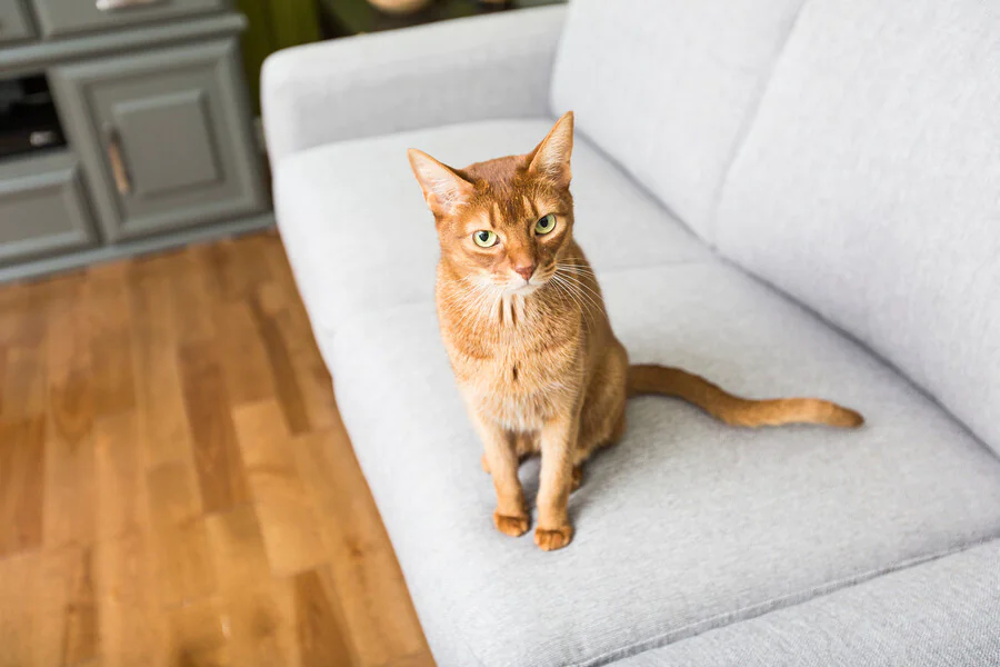 Pourquoi mon chat fait-il pipi sur mon lit ?