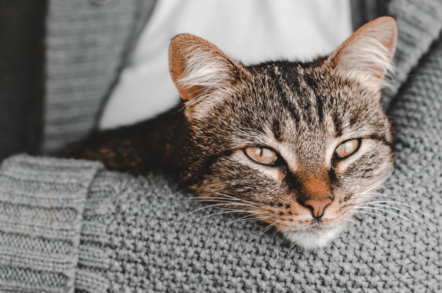 Pourquoi mon chat miaule-t-il tout le temps ?