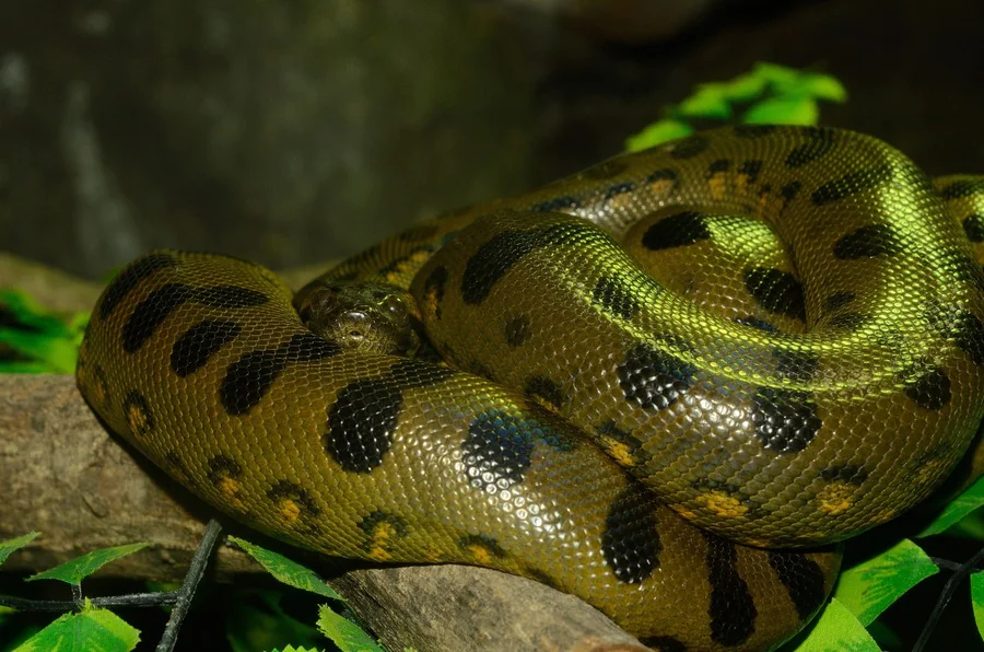 Quel est le plus grand serpent du monde actuel ?