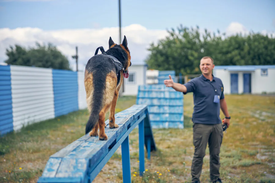 Quel est le rôle d'un dresseur pour chien?