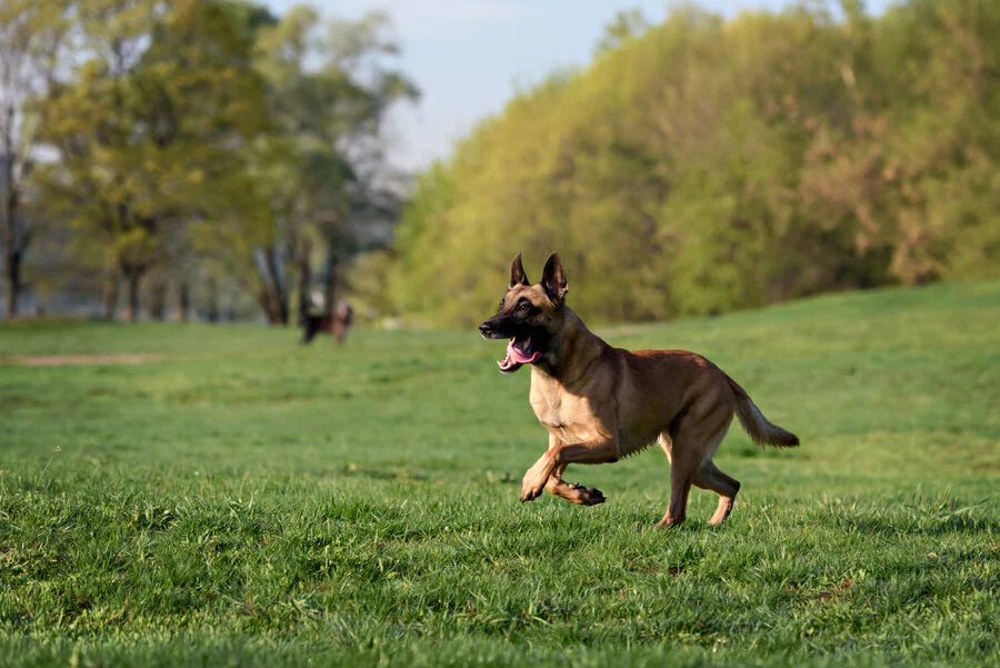 Quelle est la catégorie du chien Malinois?