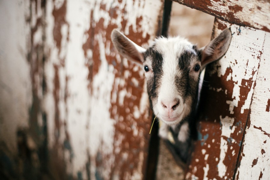 Quelle est la durée de gestation d'une femelle chevreau ?