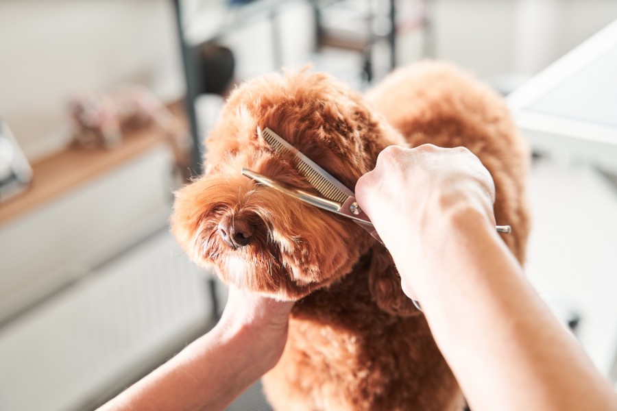 Quelle est la fourchette de prix pour un toilettage de chien à domicile ?