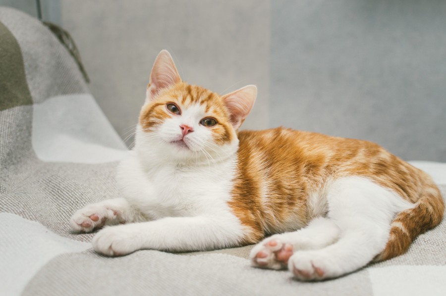 Quelle est la race des chats roux et blanc ?