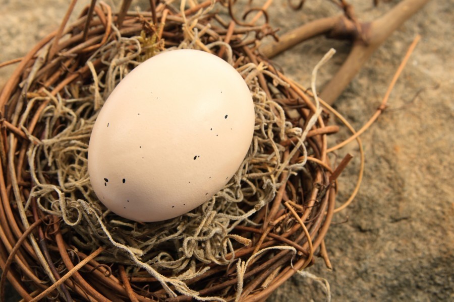 Quelle est la taille d'un oeuf de pigeon ?