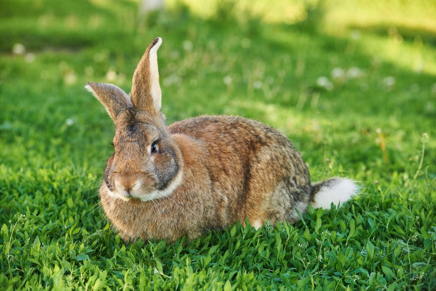 Quelle est la taille moyenne d'un lapin géant des Flandres ?