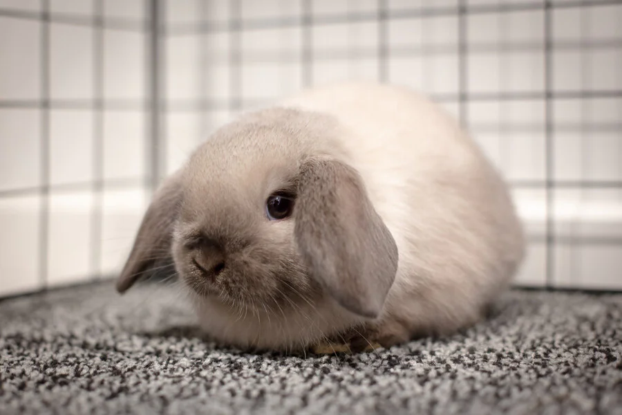 Quelle est la taille moyenne d'un mini lop ?