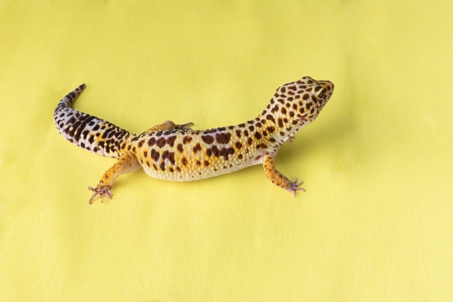 Quelle est l'alimentation idéale pour un gecko léopard ?