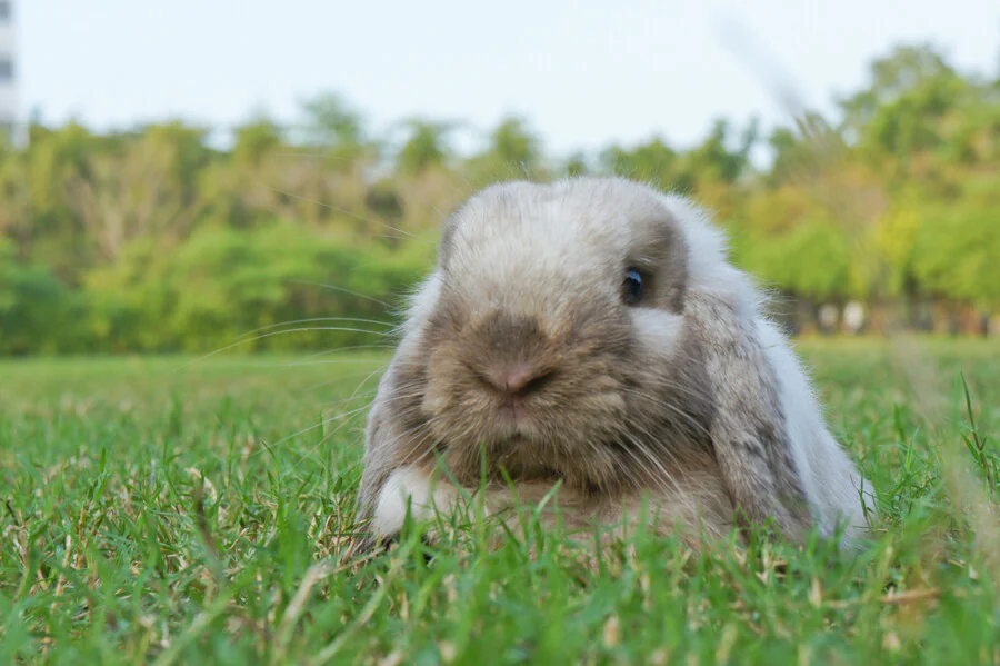 Quelle est l'espérance de vie d'un mini lop ?