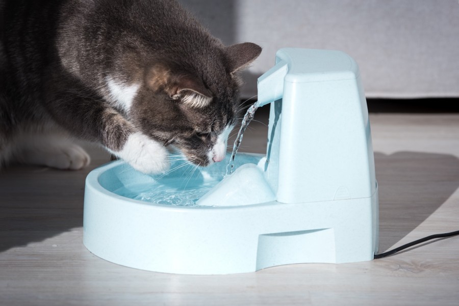 Quelle est l'importance d'une fontaine à eau pour chats ?