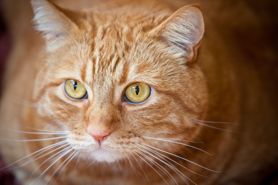 Quelle est l'origine de la couleur rousse chez les chats British Shorthair ?