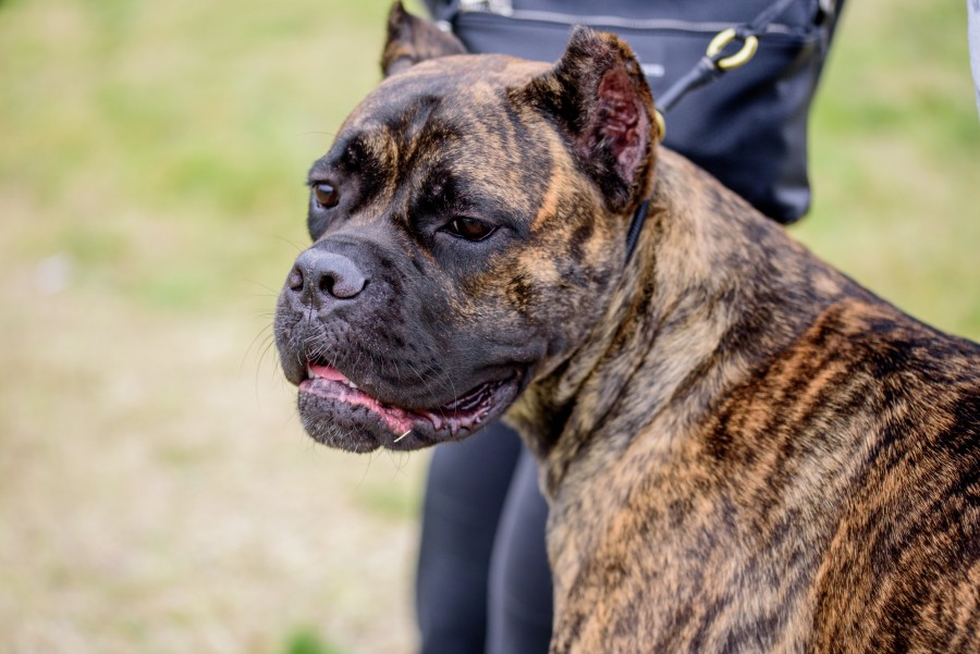 Quelles sont les caractéristiques d'un staffie bringé