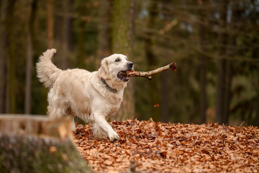 Quelles sont les caractéristiques physiques d'un golden retriever sable ?