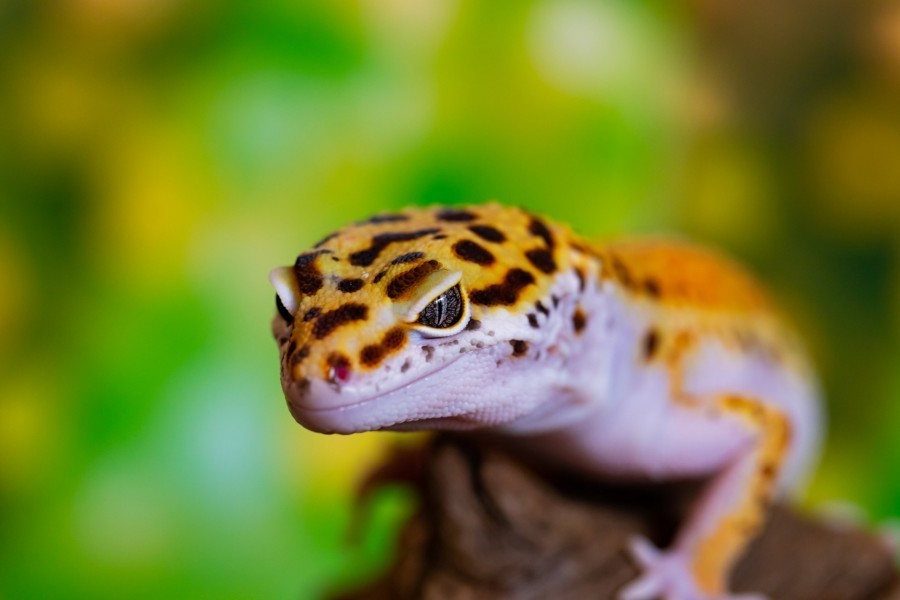 Quelles sont les différentes phases de coloration chez le gecko léopard ?