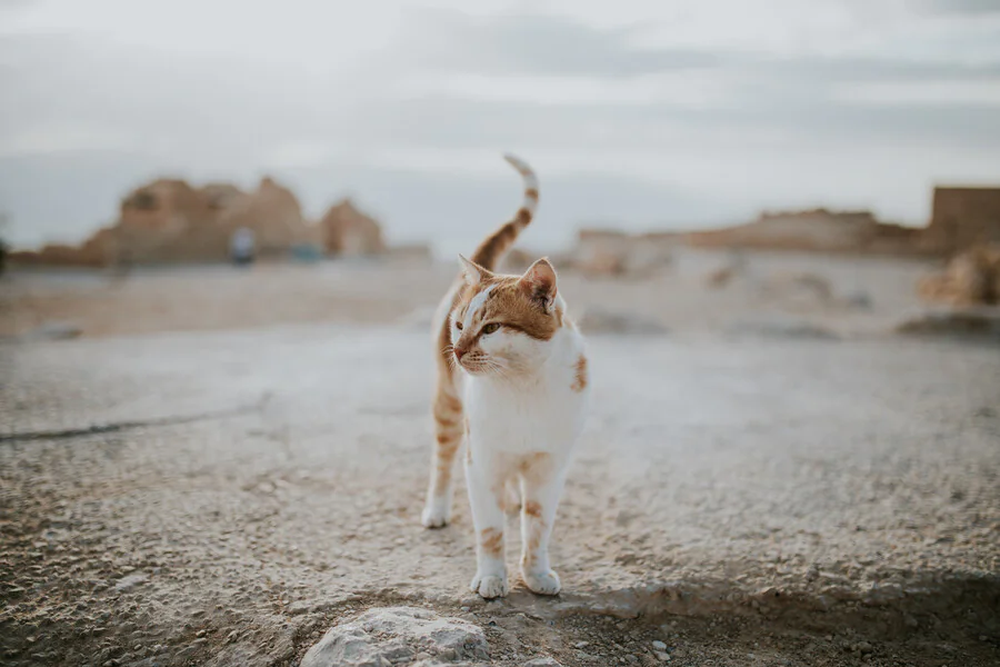 Quelles sont les émotions que peut exprimer un chat à travers le mouvement de sa queue ?