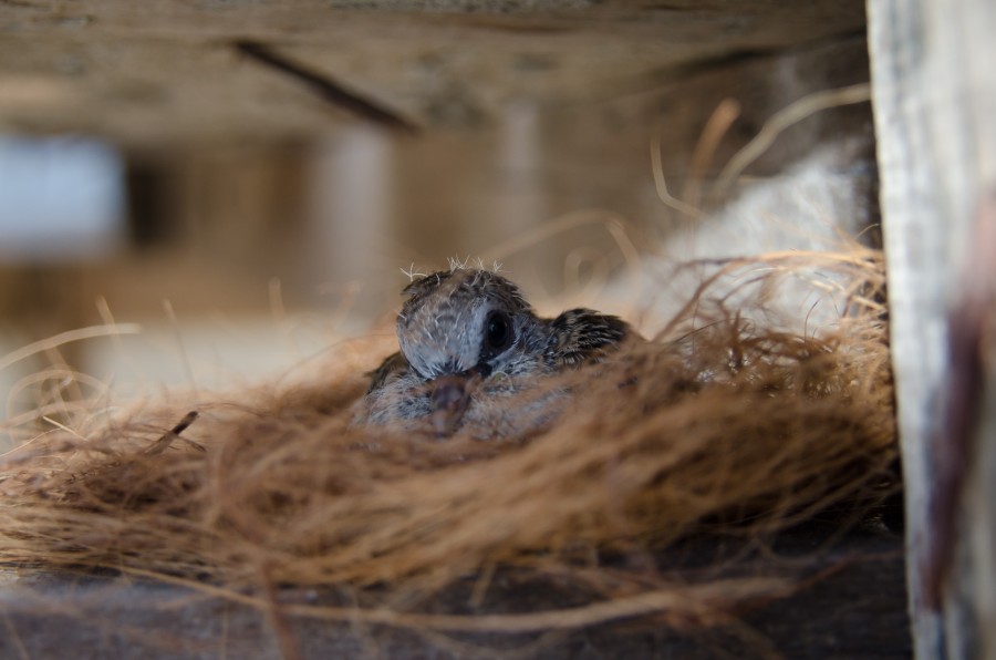 Quelles sont les étapes pour prendre soin de votre bébé pigeon ?