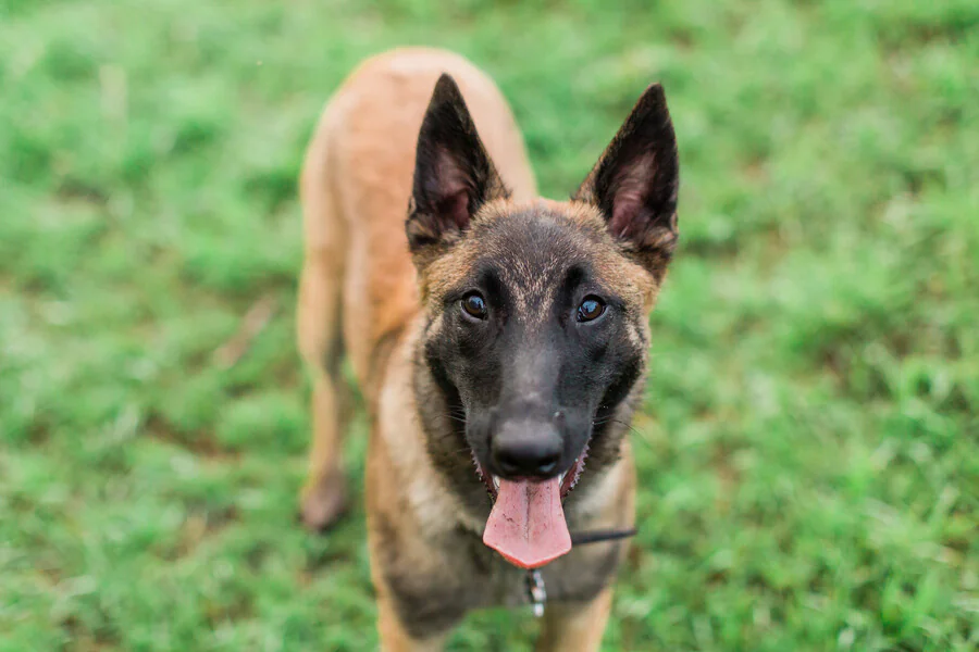 Quelles sont les obligations légales pour un propriétaire de chien Malinois de catégorie 1?